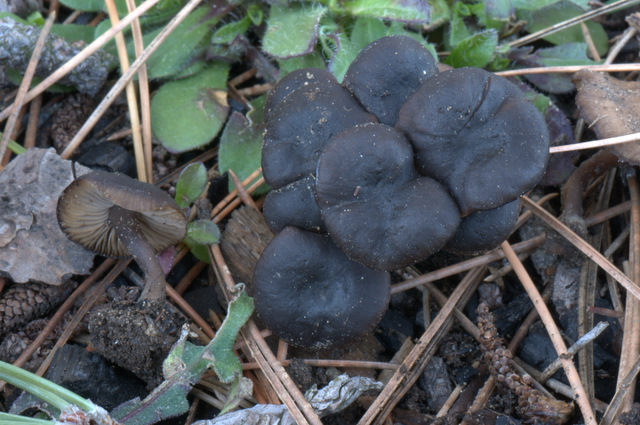 Tephrocybe anthracophila